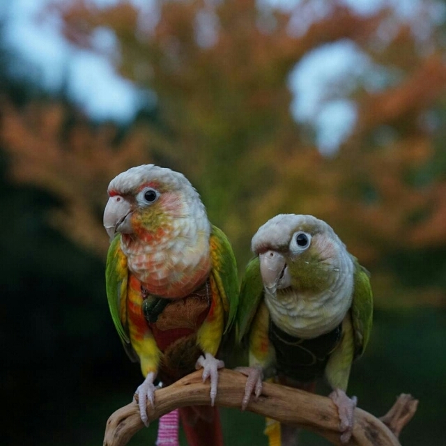 アニメのモデル地へ ウロコインコろこはな